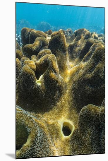 Hard and Soft Corals on Underwater Reef on Jaco Island, Timor Sea, East Timor, Southeast Asia, Asia-Michael Nolan-Mounted Photographic Print