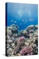Hard Coral and Tropical Reef Scene, Ras Mohammed Nat'l Pk, Off Sharm El Sheikh, Egypt, North Africa-Mark Doherty-Stretched Canvas