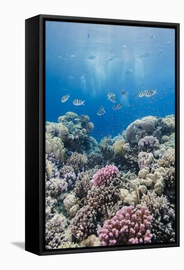 Hard Coral and Tropical Reef Scene, Ras Mohammed Nat'l Pk, Off Sharm El Sheikh, Egypt, North Africa-Mark Doherty-Framed Stretched Canvas