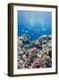 Hard Coral and Tropical Reef Scene, Ras Mohammed Nat'l Pk, Off Sharm El Sheikh, Egypt, North Africa-Mark Doherty-Framed Photographic Print