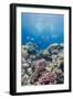 Hard Coral and Tropical Reef Scene, Ras Mohammed Nat'l Pk, Off Sharm El Sheikh, Egypt, North Africa-Mark Doherty-Framed Photographic Print