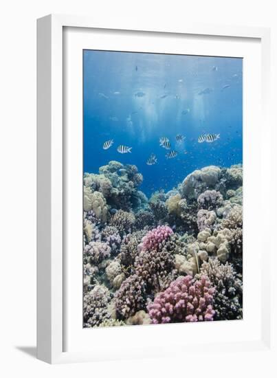 Hard Coral and Tropical Reef Scene, Ras Mohammed Nat'l Pk, Off Sharm El Sheikh, Egypt, North Africa-Mark Doherty-Framed Photographic Print