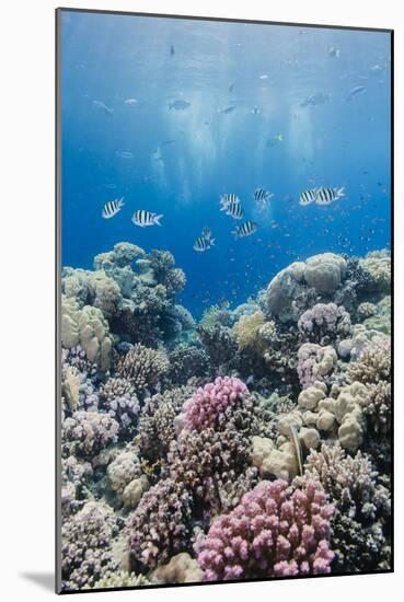 Hard Coral and Tropical Reef Scene, Ras Mohammed Nat'l Pk, Off Sharm El Sheikh, Egypt, North Africa-Mark Doherty-Mounted Photographic Print