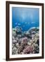 Hard Coral and Tropical Reef Scene, Ras Mohammed Nat'l Pk, Off Sharm El Sheikh, Egypt, North Africa-Mark Doherty-Framed Photographic Print