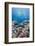 Hard Coral and Tropical Reef Scene, Ras Mohammed Nat'l Pk, Off Sharm El Sheikh, Egypt, North Africa-Mark Doherty-Framed Photographic Print