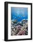 Hard Coral and Tropical Reef Scene, Ras Mohammed Nat'l Pk, Off Sharm El Sheikh, Egypt, North Africa-Mark Doherty-Framed Photographic Print