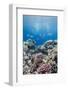 Hard Coral and Tropical Reef Scene, Ras Mohammed Nat'l Pk, Off Sharm El Sheikh, Egypt, North Africa-Mark Doherty-Framed Photographic Print