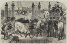 The International Dog Show at Islington, Arrival of Dogs-Harden Sidney Melville-Giclee Print