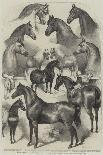 Arrivals for the Horse Show at the Agricultural Hall, Islington-Harden Sidney Melville-Giclee Print