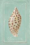 Spiral Shell-Hardenbrook Studio-Mounted Art Print