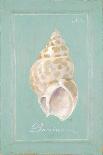 Trumpet Shell-Hardenbrook Studio-Framed Art Print