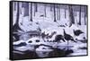 Hardwood Creek - Wild Turkeys-Wilhelm Goebel-Framed Stretched Canvas