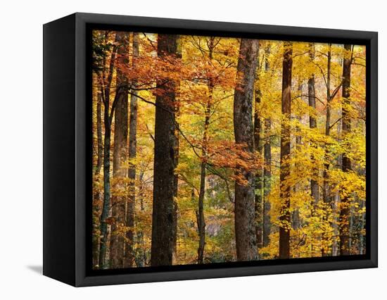 Hardwood Forest in Autumn-James Randklev-Framed Stretched Canvas