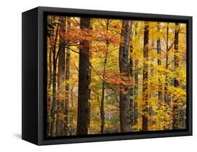 Hardwood Forest in Autumn-James Randklev-Framed Stretched Canvas