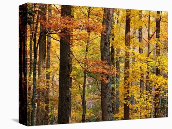 Hardwood Forest in Autumn-James Randklev-Stretched Canvas