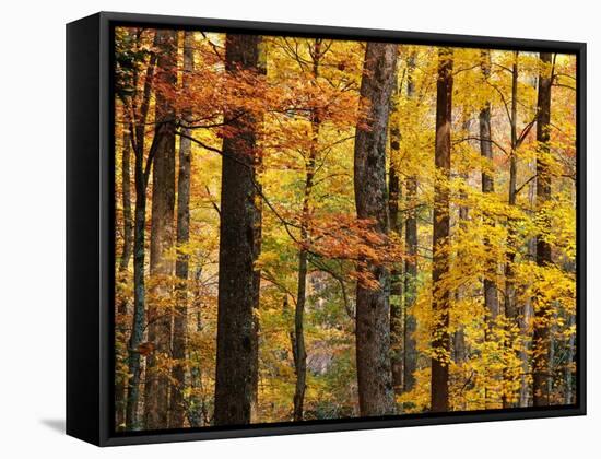 Hardwood Forest in Autumn-James Randklev-Framed Stretched Canvas