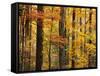 Hardwood Forest in Autumn-James Randklev-Framed Stretched Canvas