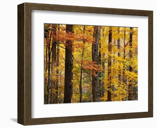 Hardwood Forest in Autumn-James Randklev-Framed Photographic Print