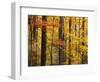 Hardwood Forest in Autumn-James Randklev-Framed Photographic Print