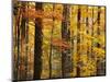 Hardwood Forest in Autumn-James Randklev-Mounted Photographic Print