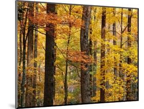 Hardwood Forest in Autumn-James Randklev-Mounted Photographic Print