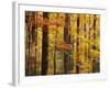 Hardwood Forest in Autumn-James Randklev-Framed Photographic Print