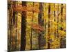 Hardwood Forest in Autumn-James Randklev-Mounted Photographic Print