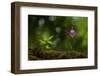 Hardy Chinese orchid Tangjiahe National Nature Reserve, Sichuan Province, China-Magnus Lundgren / Wild Wonders of China-Framed Photographic Print