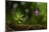 Hardy Chinese orchid Tangjiahe National Nature Reserve, Sichuan Province, China-Magnus Lundgren / Wild Wonders of China-Mounted Photographic Print