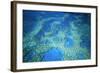 Hardy Reef Aerial of Coral Formations-null-Framed Photographic Print