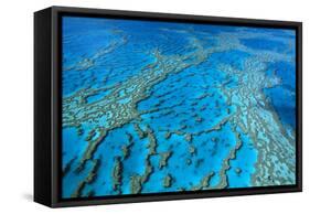 Hardy Reef Coral Formations-null-Framed Stretched Canvas