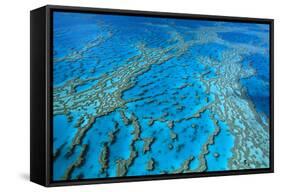 Hardy Reef Coral Formations-null-Framed Stretched Canvas