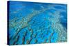 Hardy Reef Coral Formations-null-Stretched Canvas