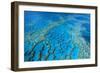 Hardy Reef Coral Formations-null-Framed Photographic Print