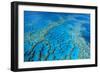 Hardy Reef Coral Formations-null-Framed Photographic Print