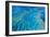 Hardy Reef Coral Formations-null-Framed Photographic Print