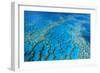 Hardy Reef Coral Formations-null-Framed Photographic Print