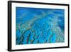 Hardy Reef Coral Formations-null-Framed Photographic Print