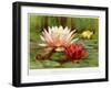 Hardy Water-Lilies-null-Framed Giclee Print