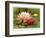 Hardy Water-Lilies-null-Framed Giclee Print