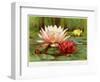 Hardy Water-Lilies-null-Framed Giclee Print