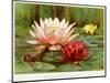 Hardy Water-Lilies-null-Mounted Giclee Print