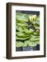 Hardy Waterlily, USA-Lisa S. Engelbrecht-Framed Photographic Print