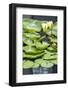 Hardy Waterlily, USA-Lisa S. Engelbrecht-Framed Photographic Print