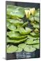 Hardy Waterlily, USA-Lisa S. Engelbrecht-Mounted Photographic Print