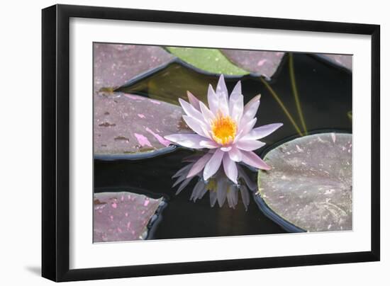Hardy Waterlily, Usa-Lisa S. Engelbrecht-Framed Photographic Print