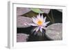 Hardy Waterlily, Usa-Lisa S. Engelbrecht-Framed Photographic Print