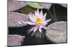 Hardy Waterlily, Usa-Lisa S. Engelbrecht-Mounted Photographic Print