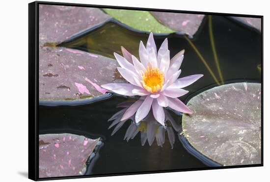 Hardy Waterlily, Usa-Lisa S. Engelbrecht-Framed Stretched Canvas