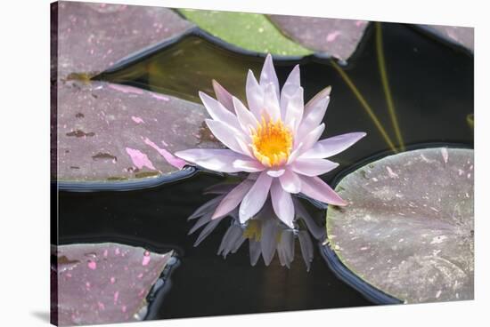 Hardy Waterlily, Usa-Lisa S. Engelbrecht-Stretched Canvas